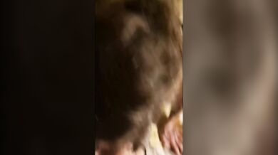 VIDÉO COMPLÈTE - Petit chien tatoué à la maison par un inconnu